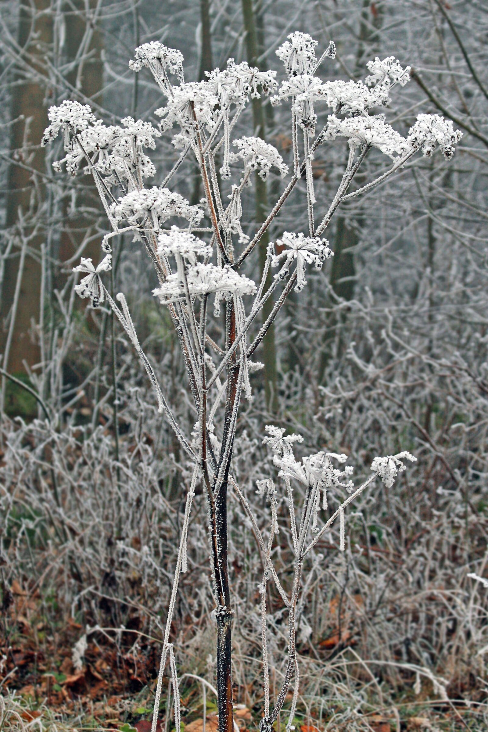 Canon EOS 1000D (EOS Digital Rebel XS / EOS Kiss F) sample photo. Winter, frozen, icing photography