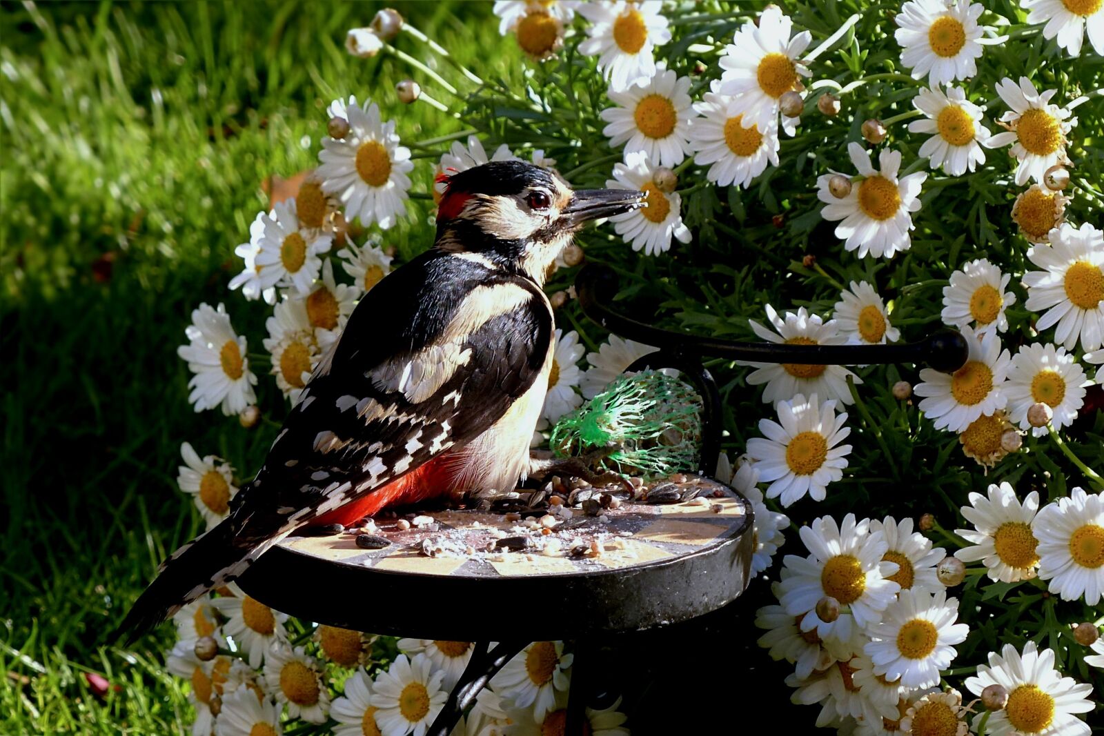 Panasonic Lumix DMC-FZ200 sample photo. Animal, bird, great spotted photography