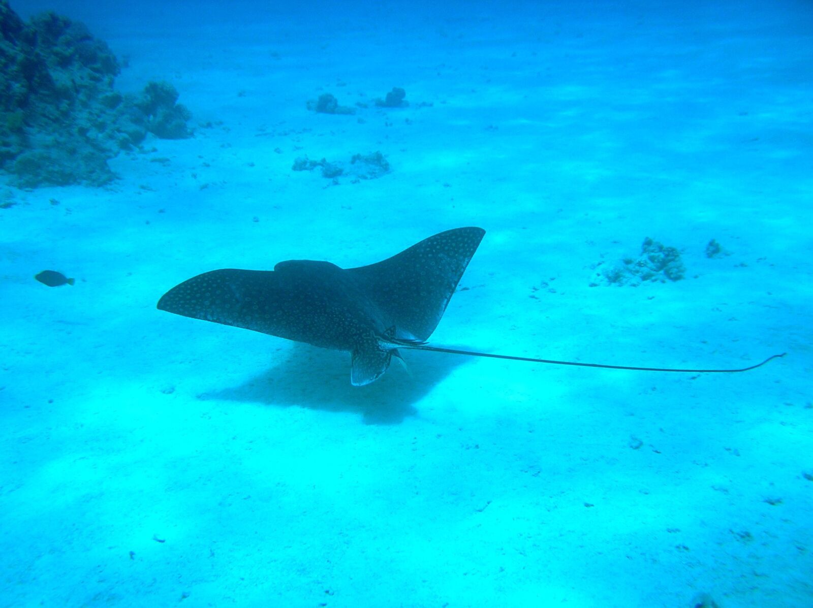 Olympus C770UZ sample photo. Manta ray, underwater, manta photography