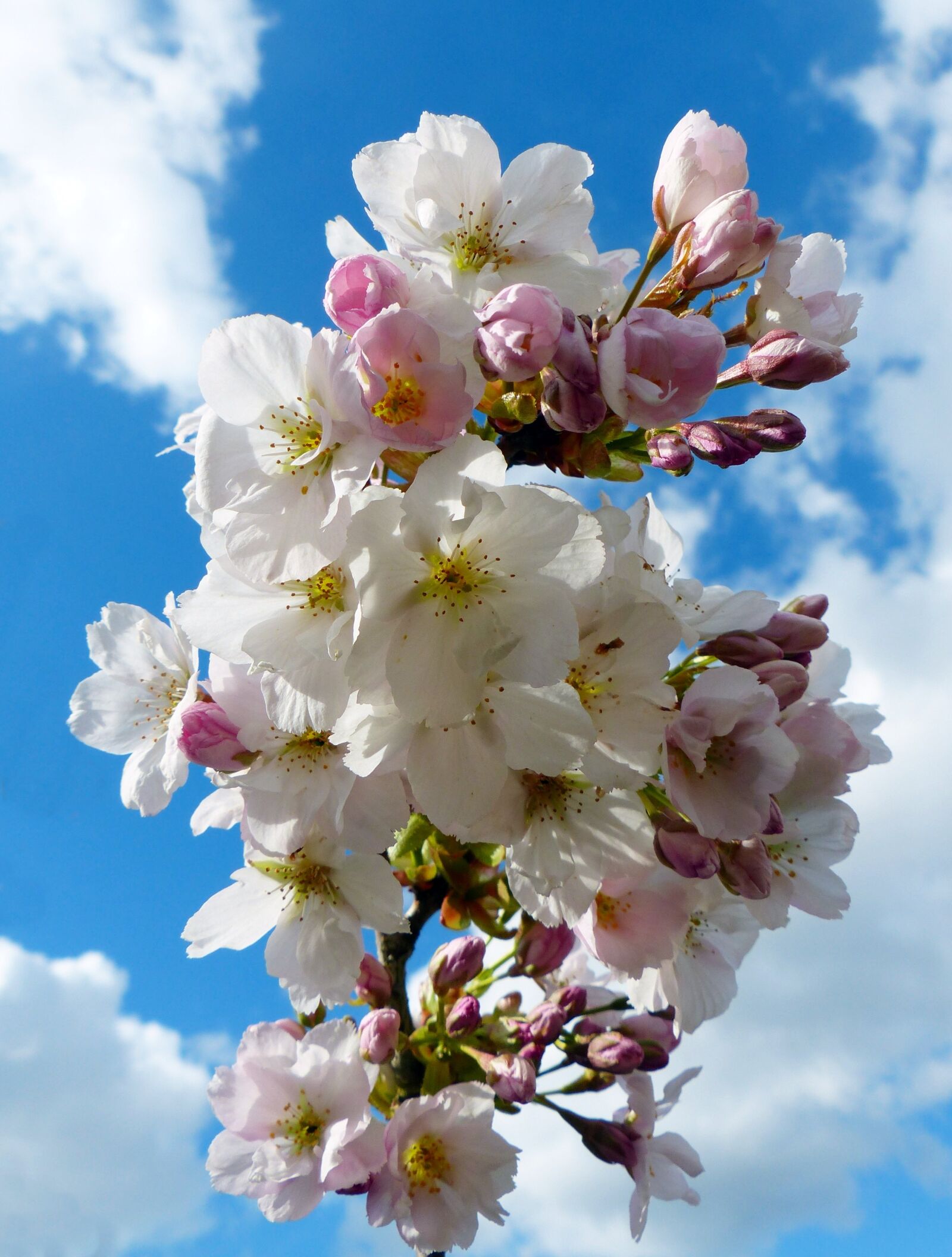 Panasonic Lumix DMC-FZ200 sample photo. Column cherry, sky, japanese photography