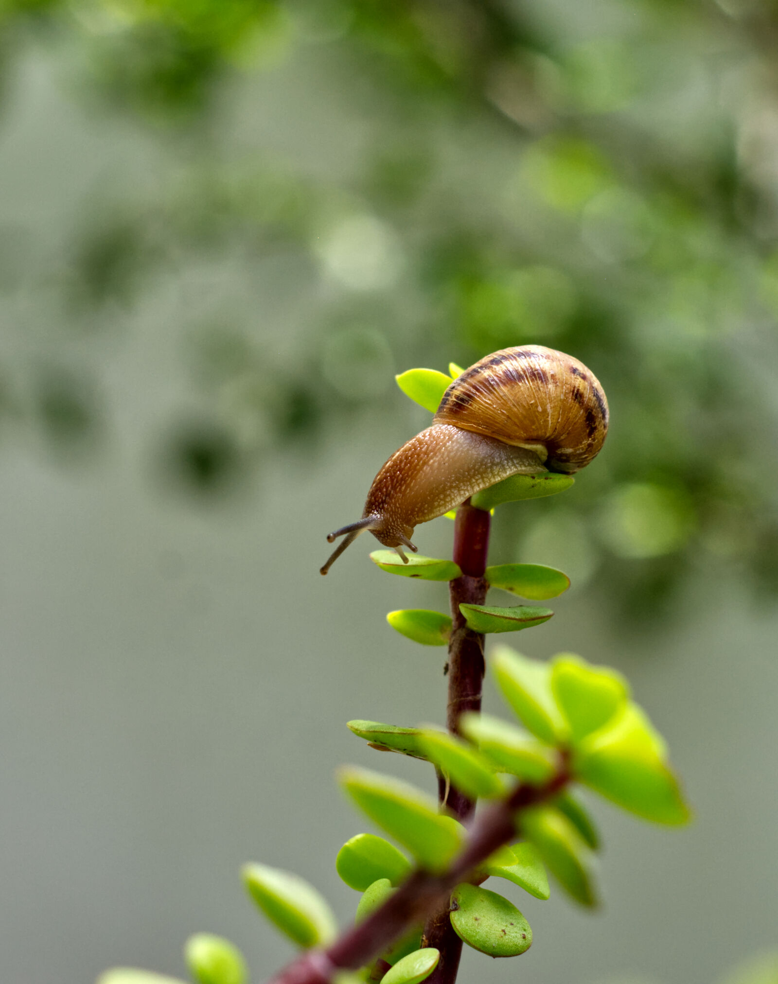Nikon D7200 sample photo. Caracol serie 4 photography