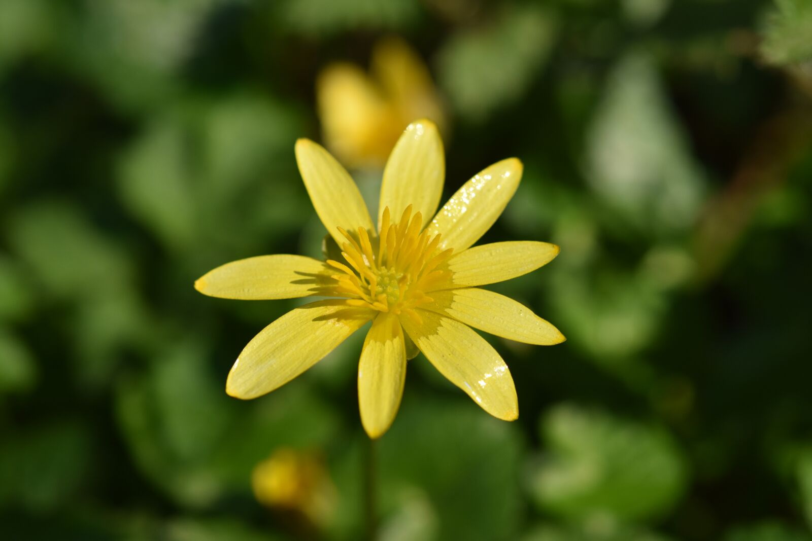 Nikon D5600 sample photo. Flower, flower button gold photography