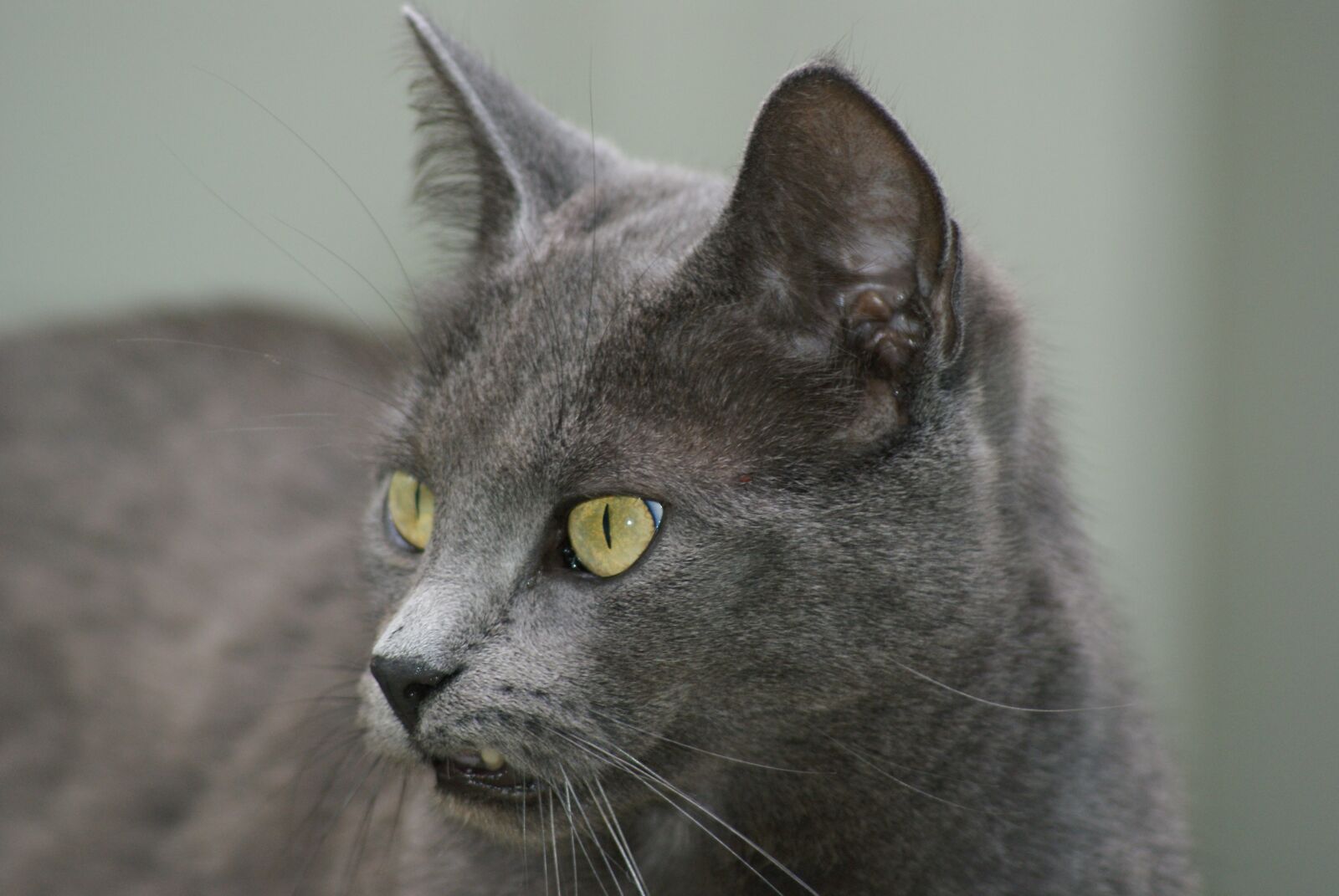 Sony Alpha DSLR-A200 sample photo. Cat, grey, cat face photography