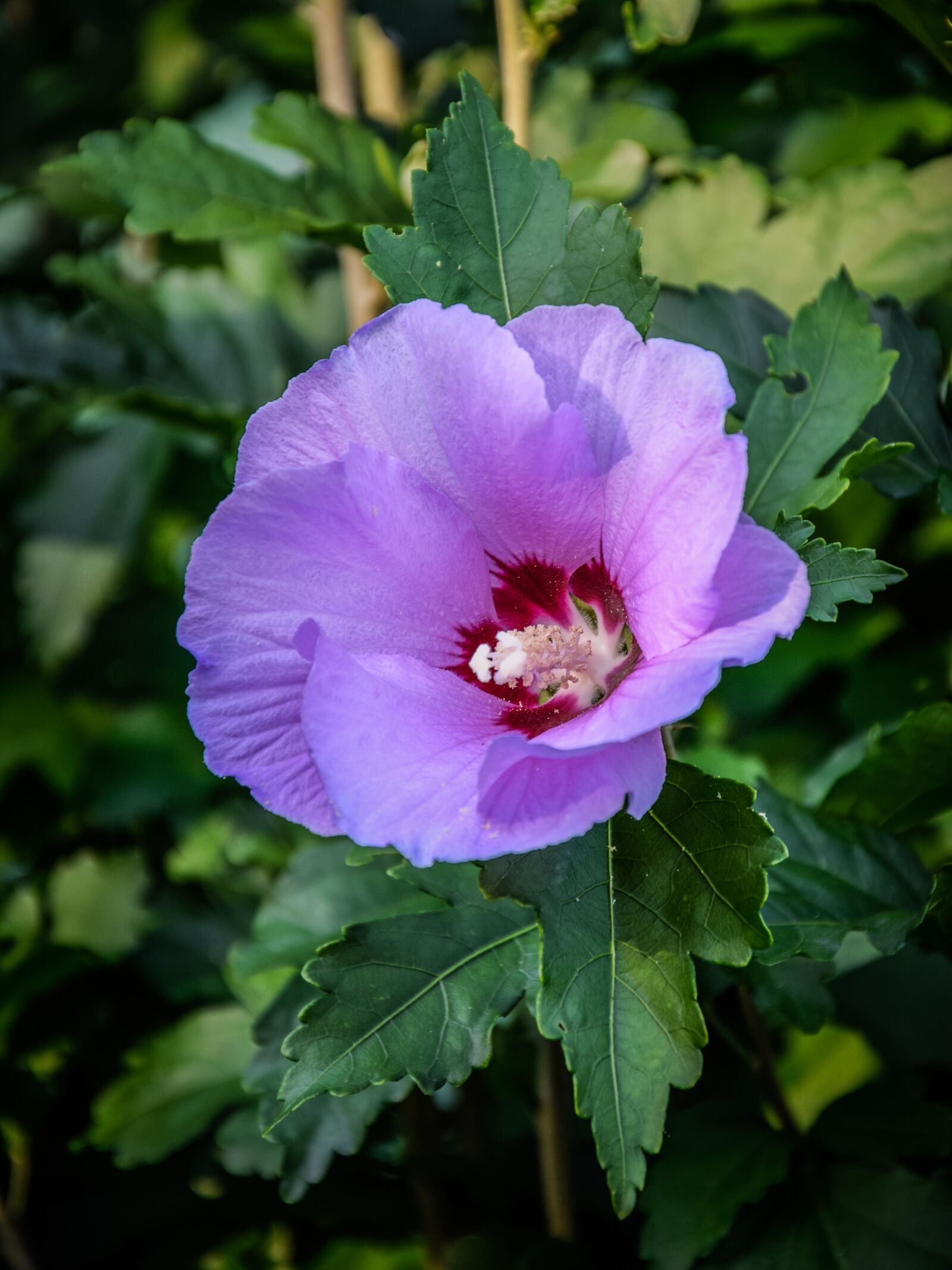 Nikon D5300 sample photo. Flower, plant, garden photography