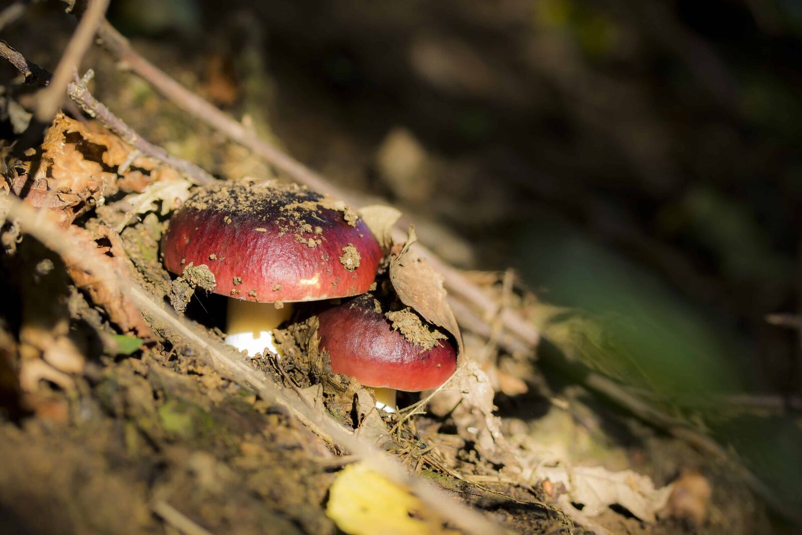 Canon EOS 1100D (EOS Rebel T3 / EOS Kiss X50) sample photo. Wood, fungus, mushroom, leaf photography