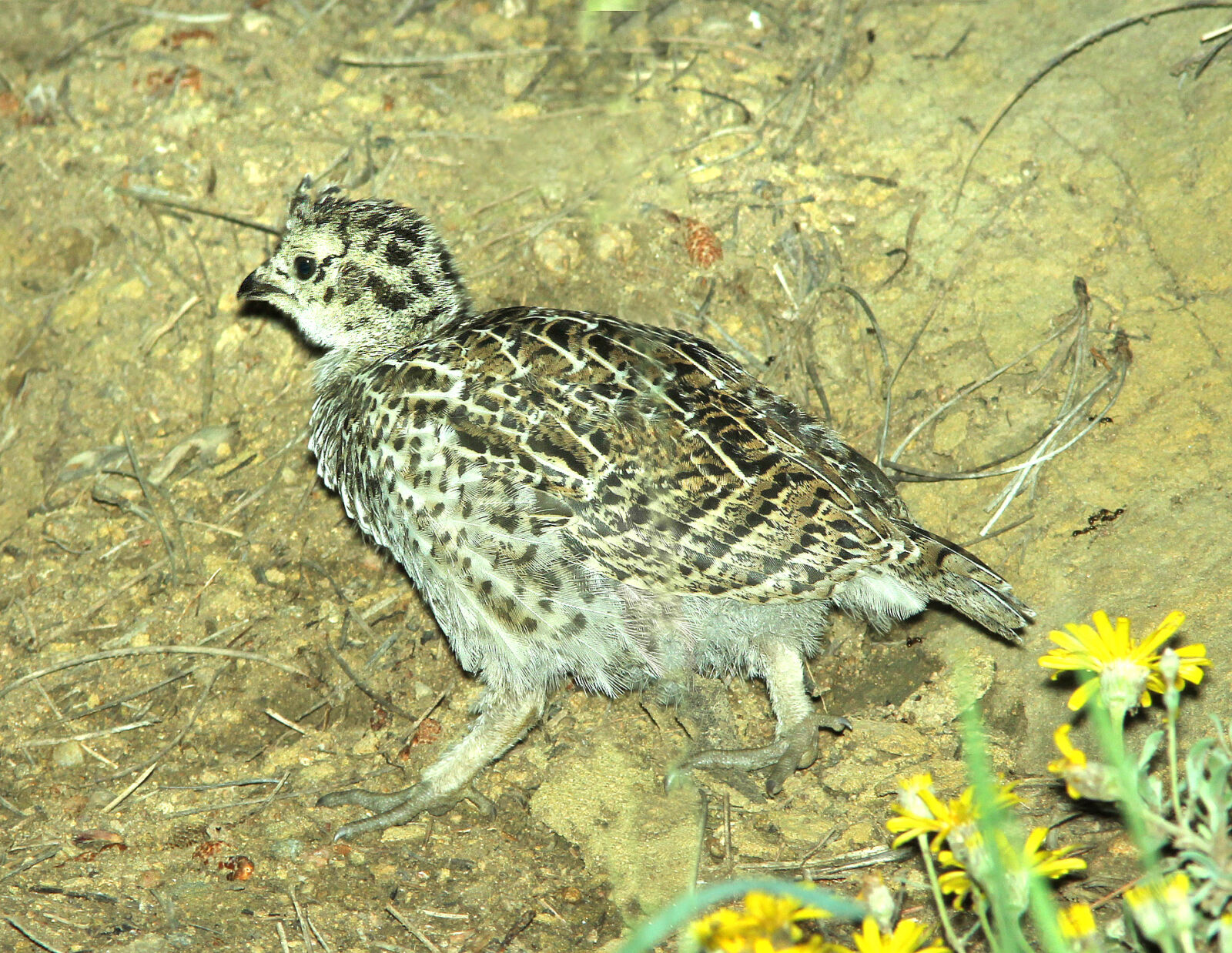 Canon EF 300mm F4L IS USM sample photo
