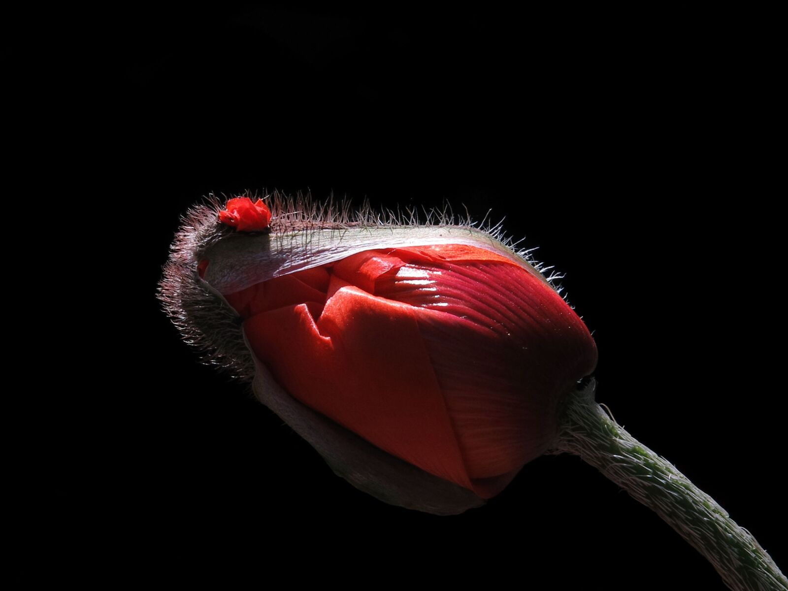 Canon PowerShot G15 sample photo. Poppy, blossom, bloom photography