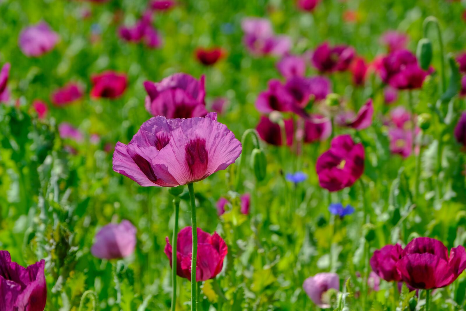 Fujifilm X-T3 sample photo. Poppy, violet, poppy flower photography