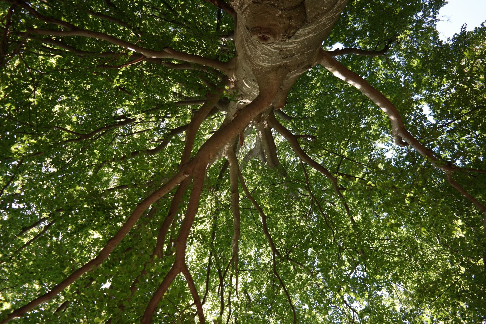 NX 18-55mm F3.5-5.6 sample photo. Tree, forest giant, branches photography