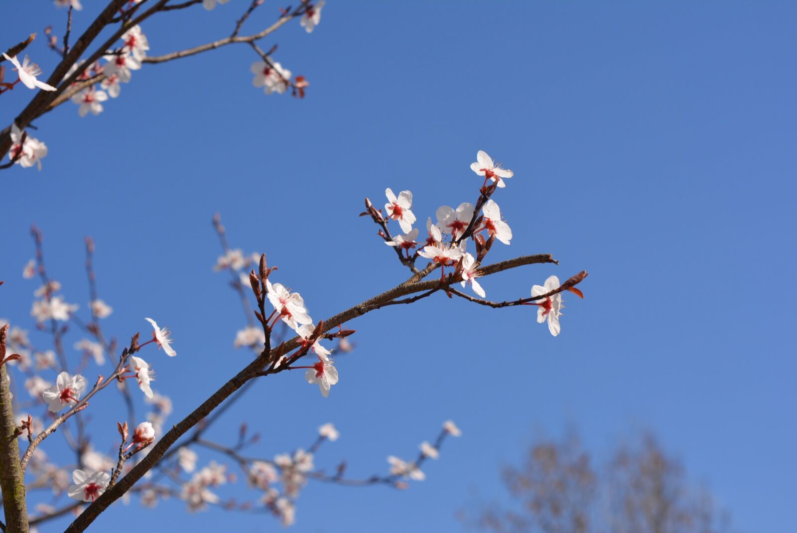 Nikon D5200 sample photo. Cherry, frühlingsanfang, flowers photography