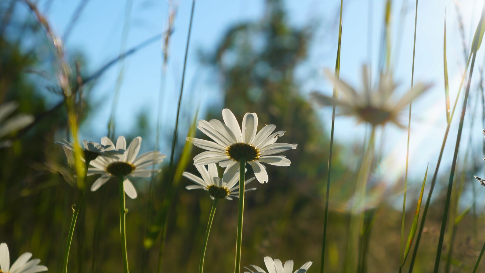 Sony Alpha a3000 + Sony E 18-55mm F3.5-5.6 OSS sample photo. Nature, plants, daisy photography