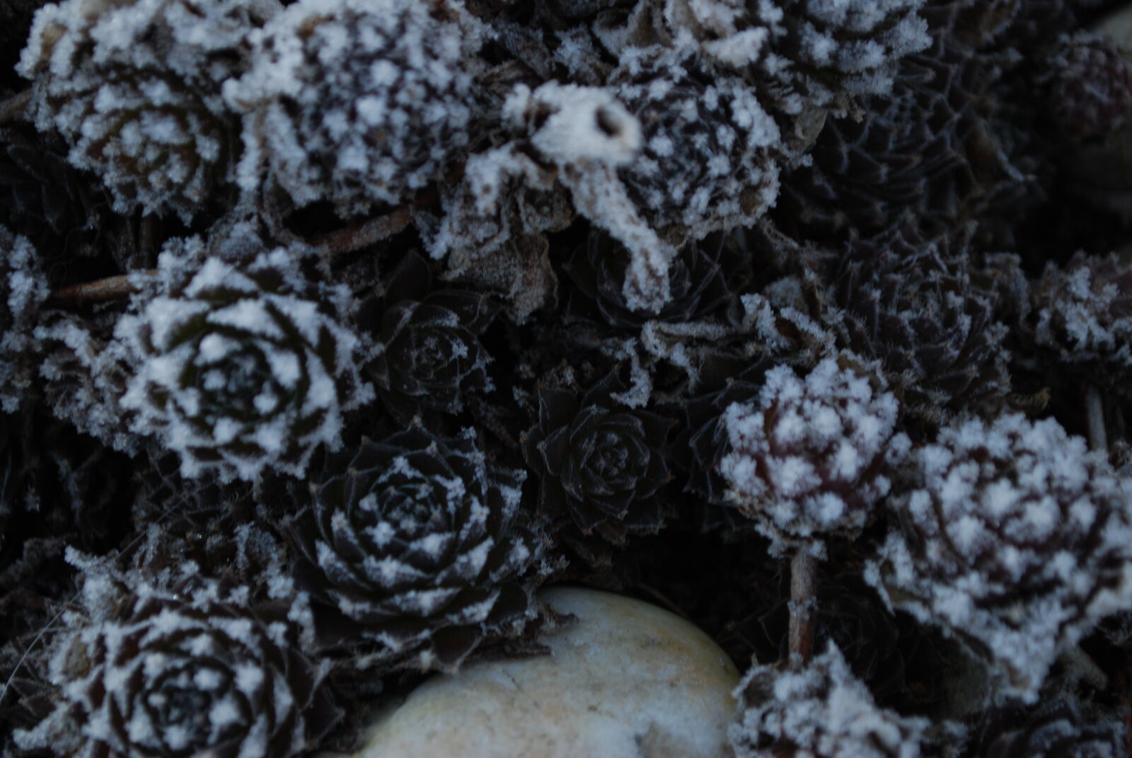 Nikon D60 sample photo. Blue, cold, freeze, garden photography