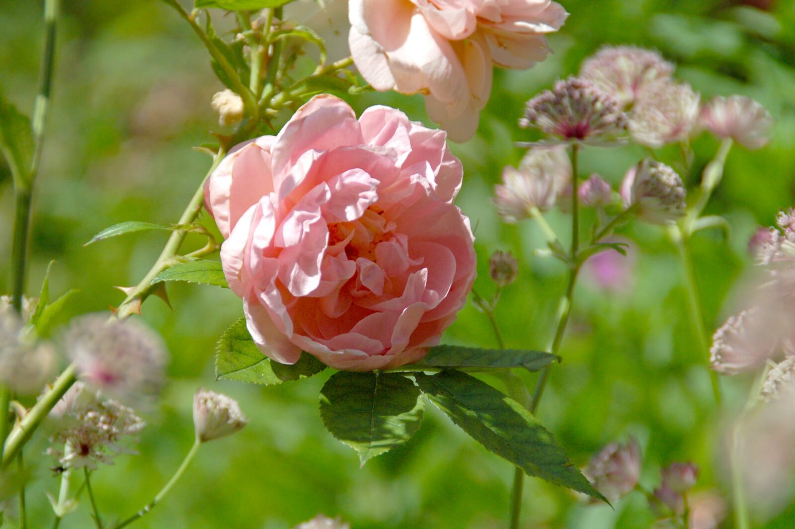 Nikon D50 sample photo. Rose, pink, flower photography