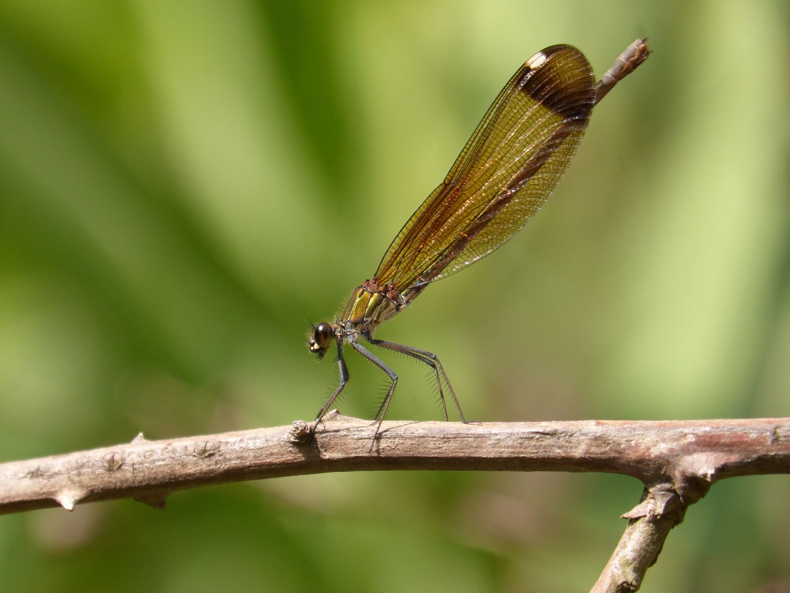 Panasonic DMC-FZ62 sample photo. Dragonfly, damselfly, black dragonfly photography