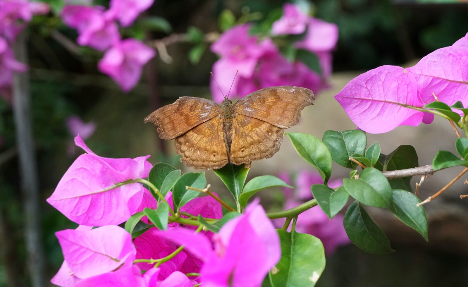 Sony a6300 sample photo. Butterfly, brown, pink photography