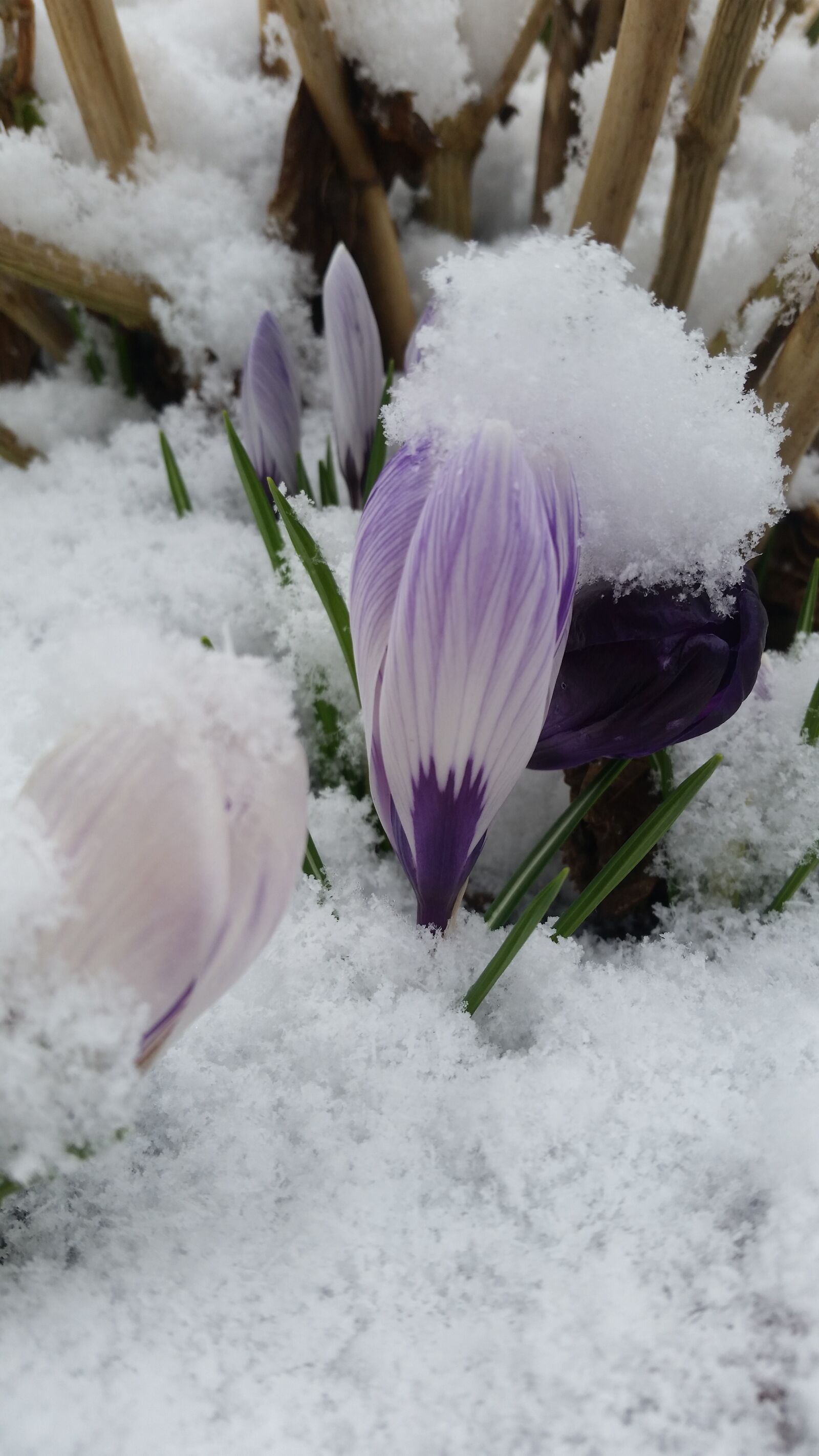 Samsung Galaxy S5 sample photo. Winter, nature, snow photography