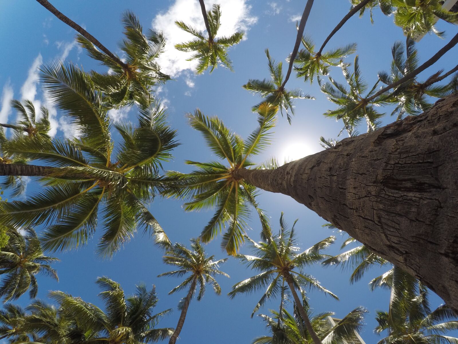 GoPro HERO4 Silver sample photo. Daylight, environment, low angle photography
