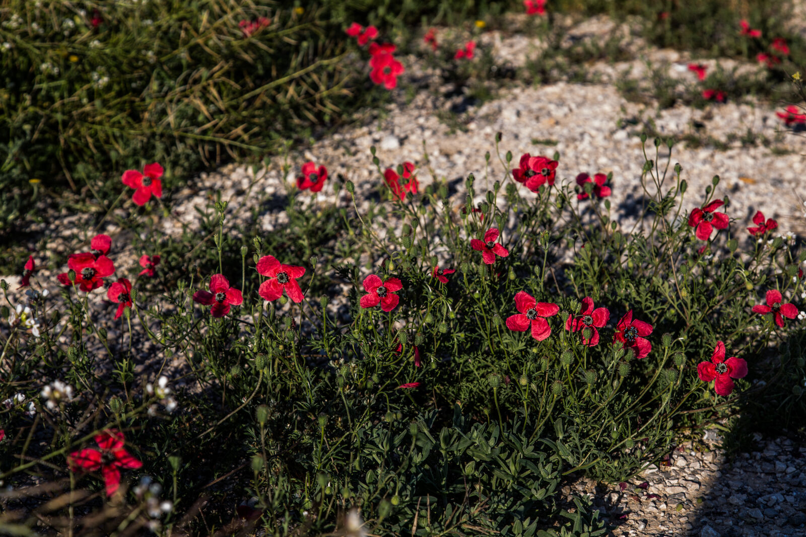 Canon EF 24-105mm F4L IS USM sample photo. Flowers, without, garden, spring photography