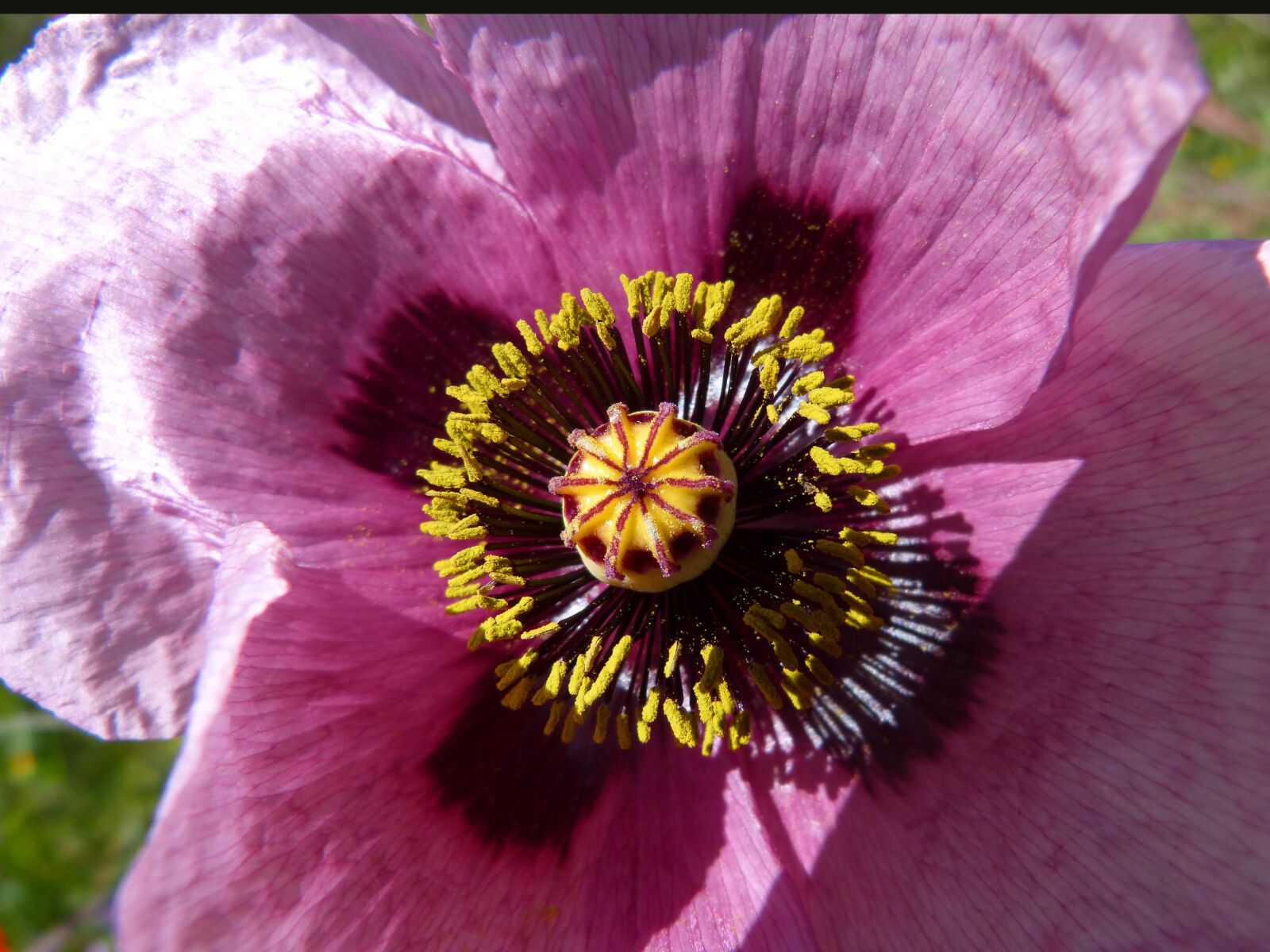 Panasonic DMC-FZ62 sample photo. Papaver somniferum, gravel, poppy photography