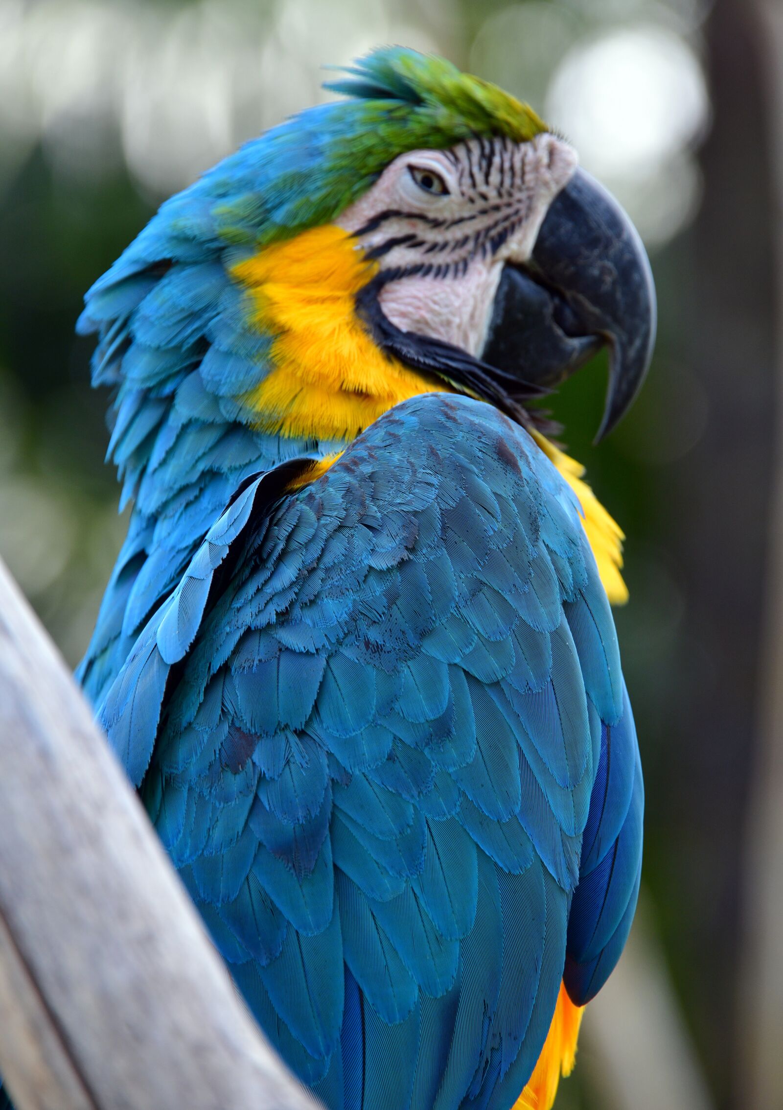 Nikon D850 sample photo. Parrot, macaw, bird photography