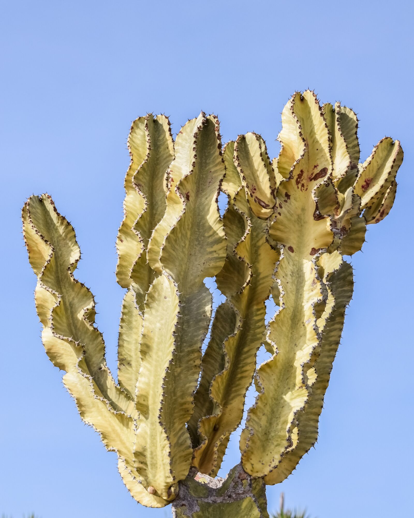 Nikon D3300 sample photo. Cactus, thorns, plant photography