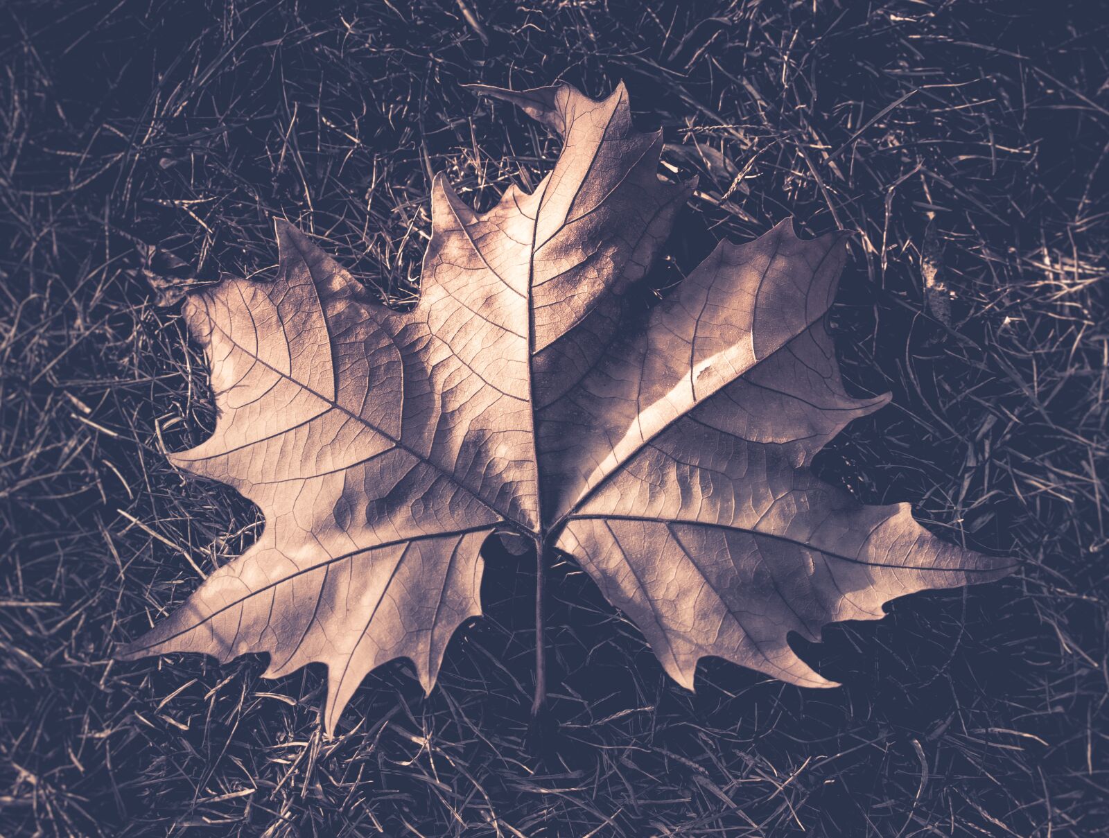 Nikon D3400 sample photo. Nature, leaves, leaf photography