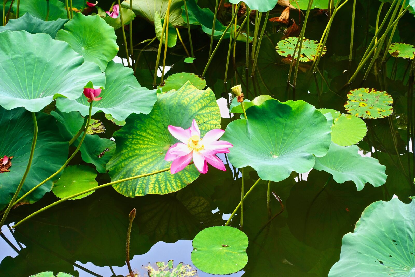 Sony Cyber-shot DSC-RX100 III sample photo. Lotus, flower, pond photography