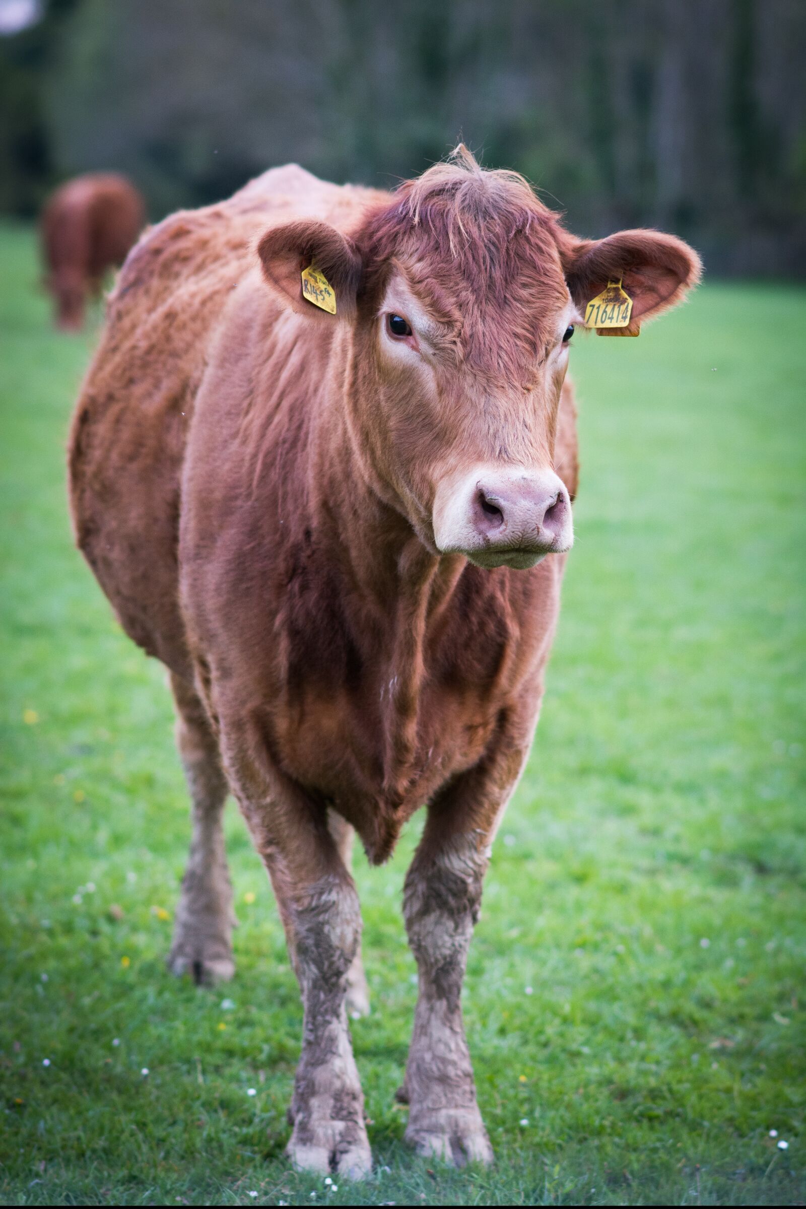 Nikon D7100 sample photo. Cow, animal, farm photography