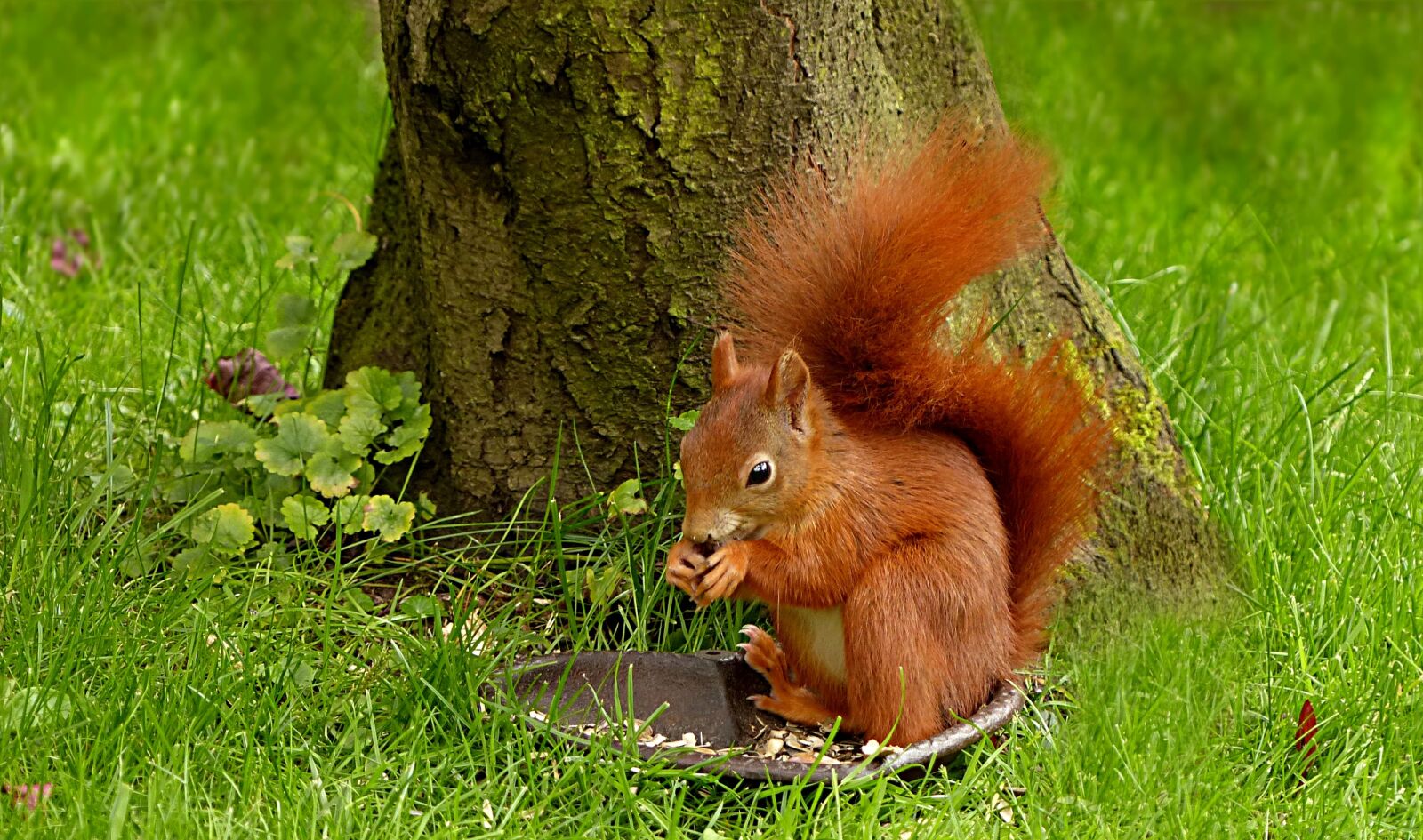 Panasonic Lumix DMC-FZ200 sample photo. Animal, rodent, mammal photography