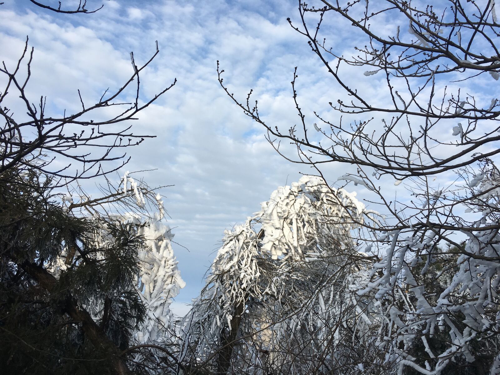Apple iPhone 6s sample photo. Snow, mountain, tree photography