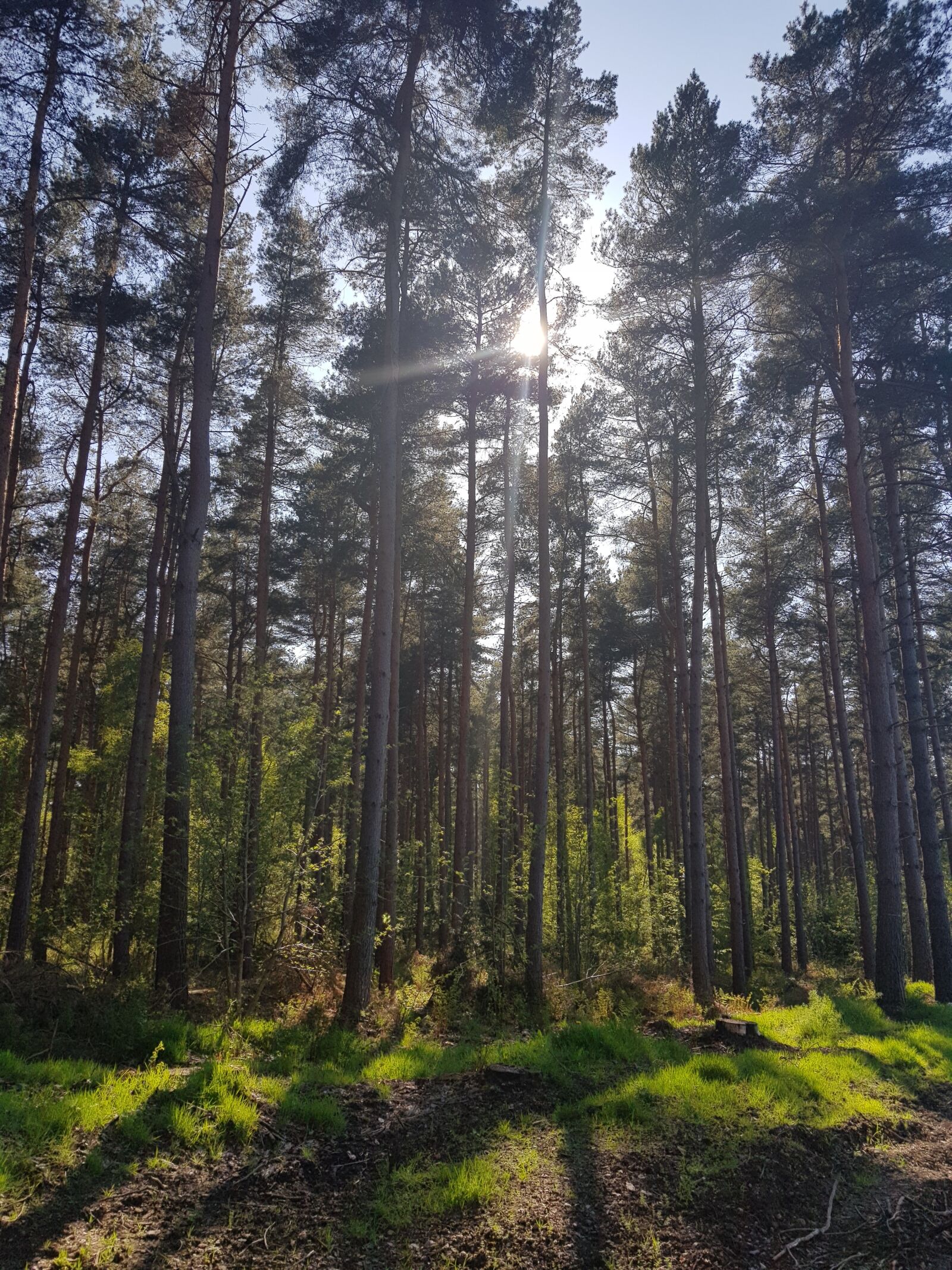Samsung Galaxy S8+ sample photo. Wood, tree, landscape photography
