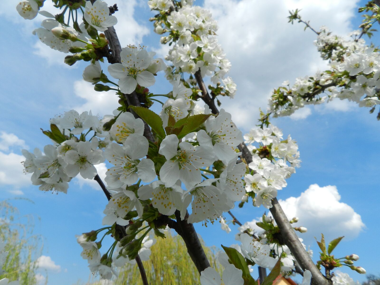 Nikon Coolpix P500 sample photo. Blooming trees, mar de photography