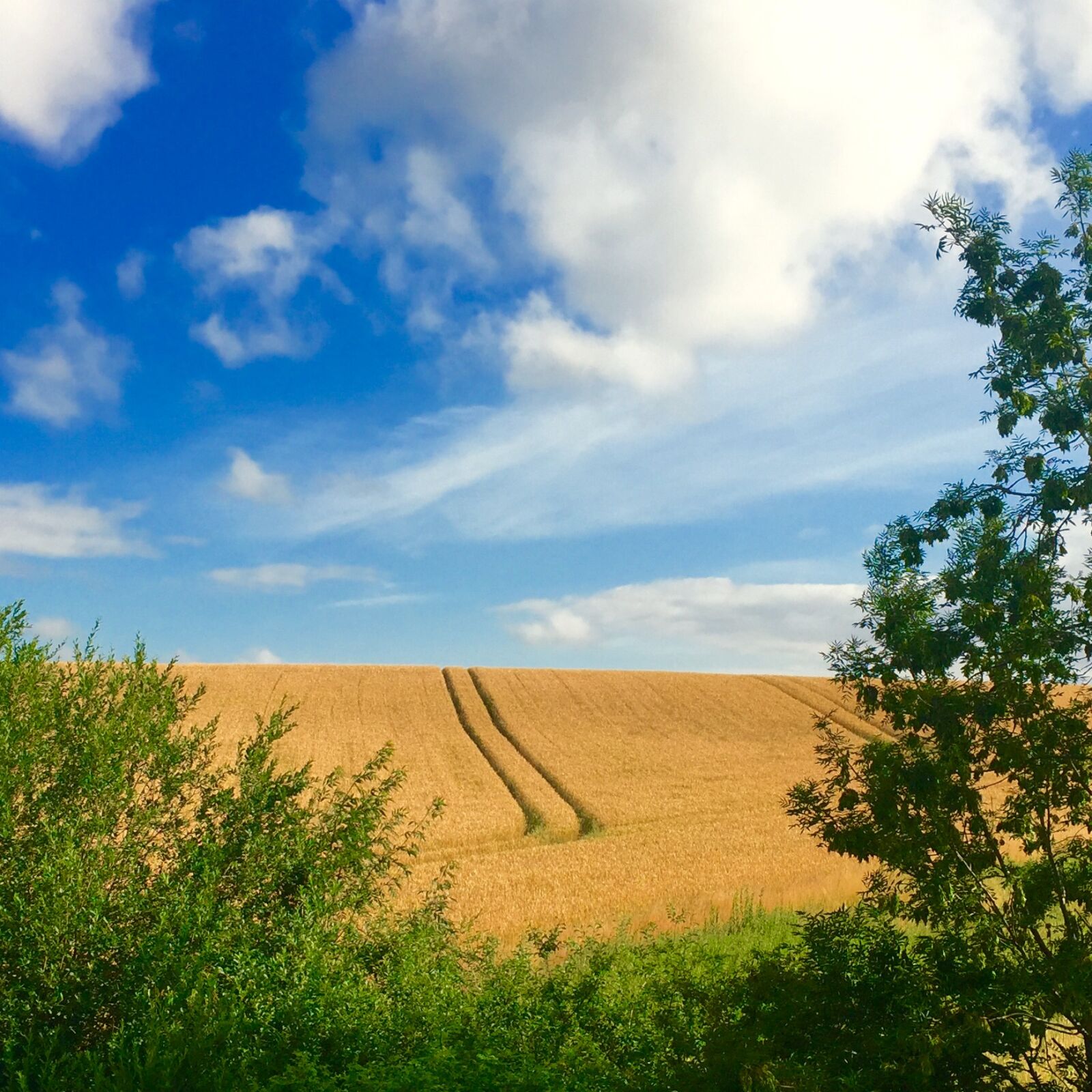 iPhone 6 Plus back camera 4.15mm f/2.2 sample photo. Wheat, field photography