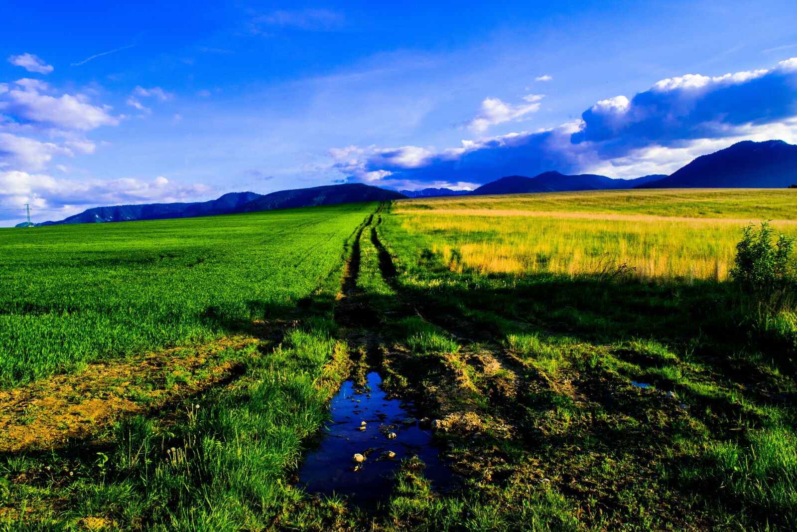 Nikon D3300 sample photo. Puddle, grass, meadow photography