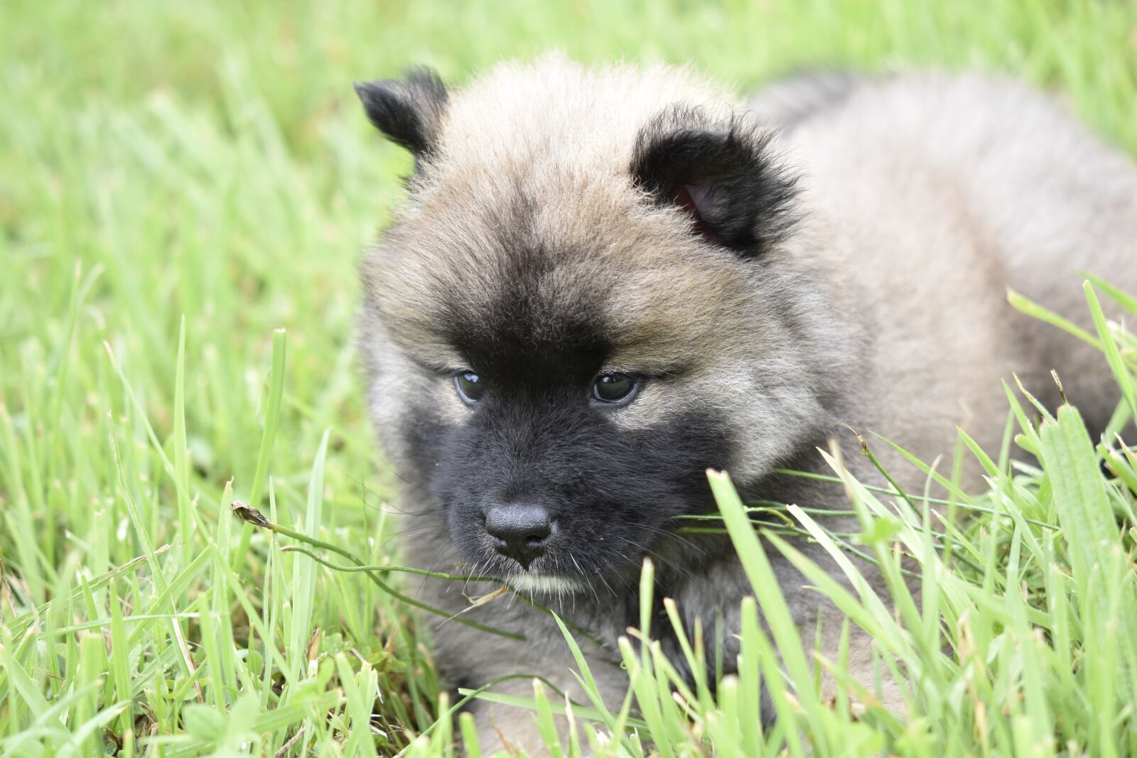 Nikon D5600 sample photo. Puppy, pup, dog eurasier photography