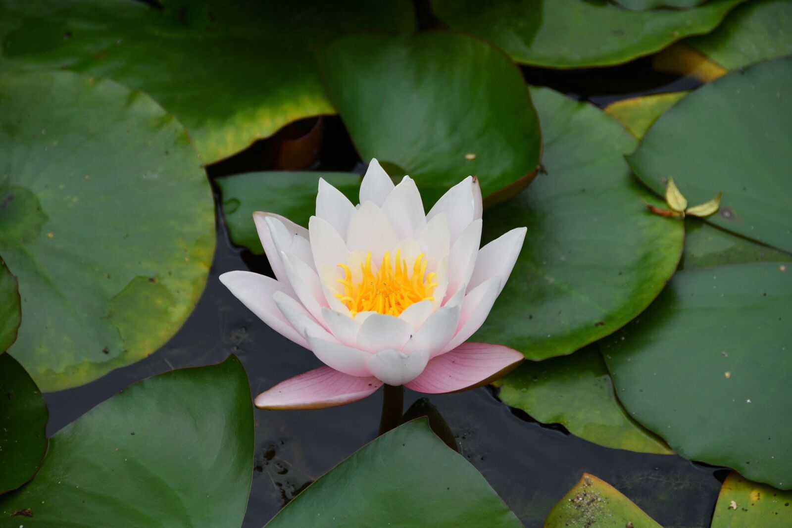 Nikon D500 sample photo. Flora, nature, flower photography