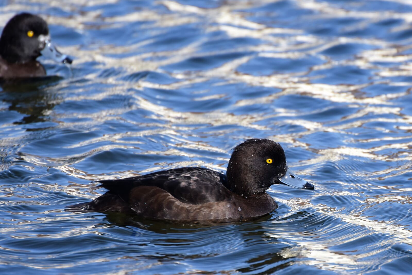 Nikon D7200 sample photo. Violet duck, small mountain photography