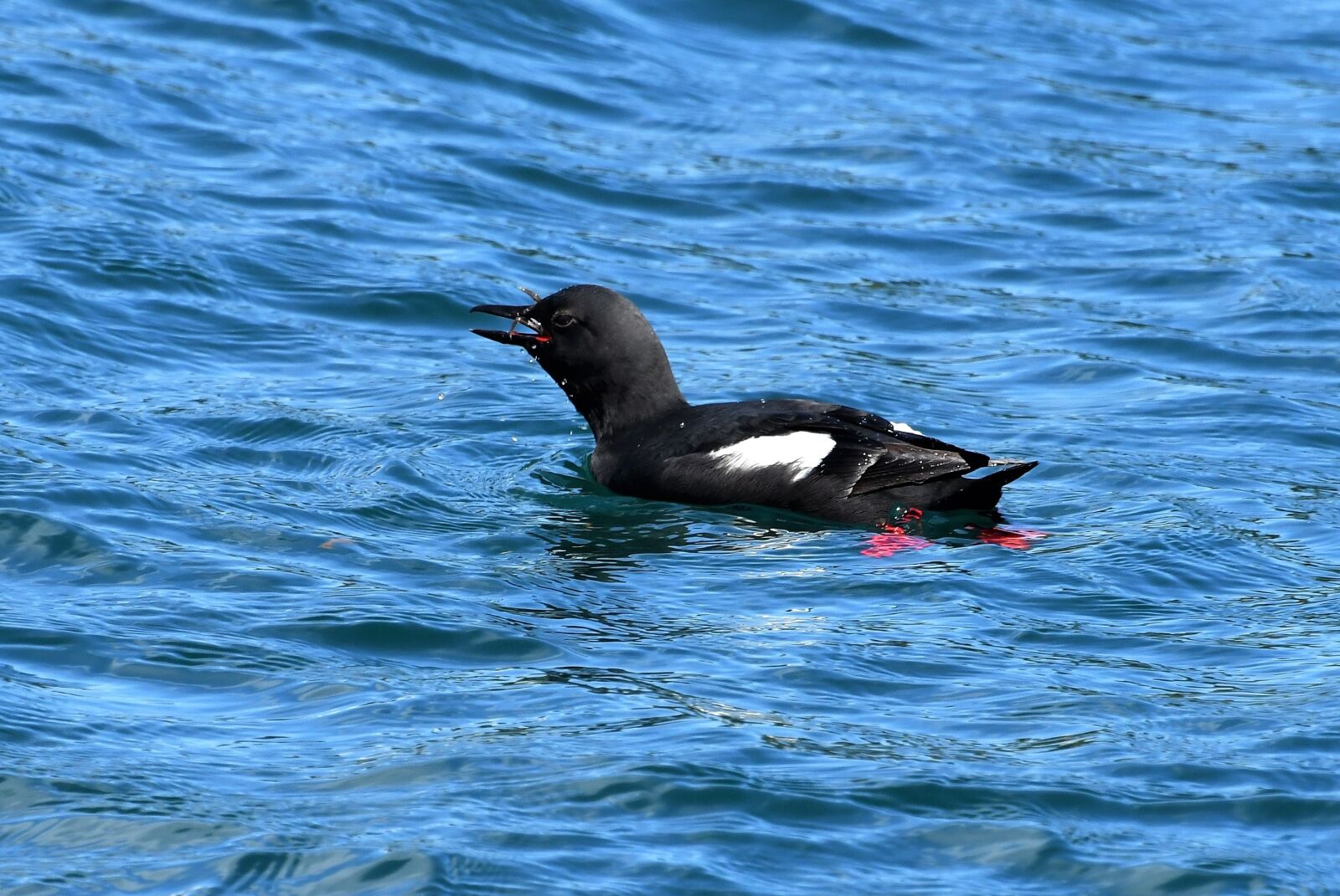 Nikon D500 sample photo. Deaf enteiste, alkenvogel, animal photography