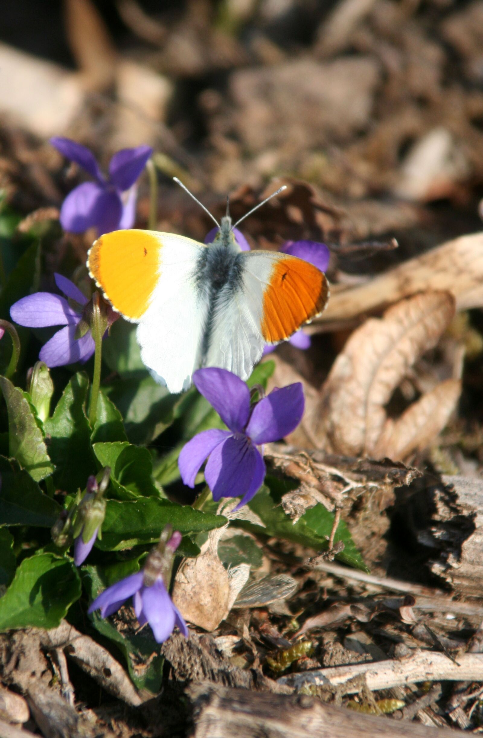 Canon EOS 350D (EOS Digital Rebel XT / EOS Kiss Digital N) sample photo. Butterfly, flowers, nature photography