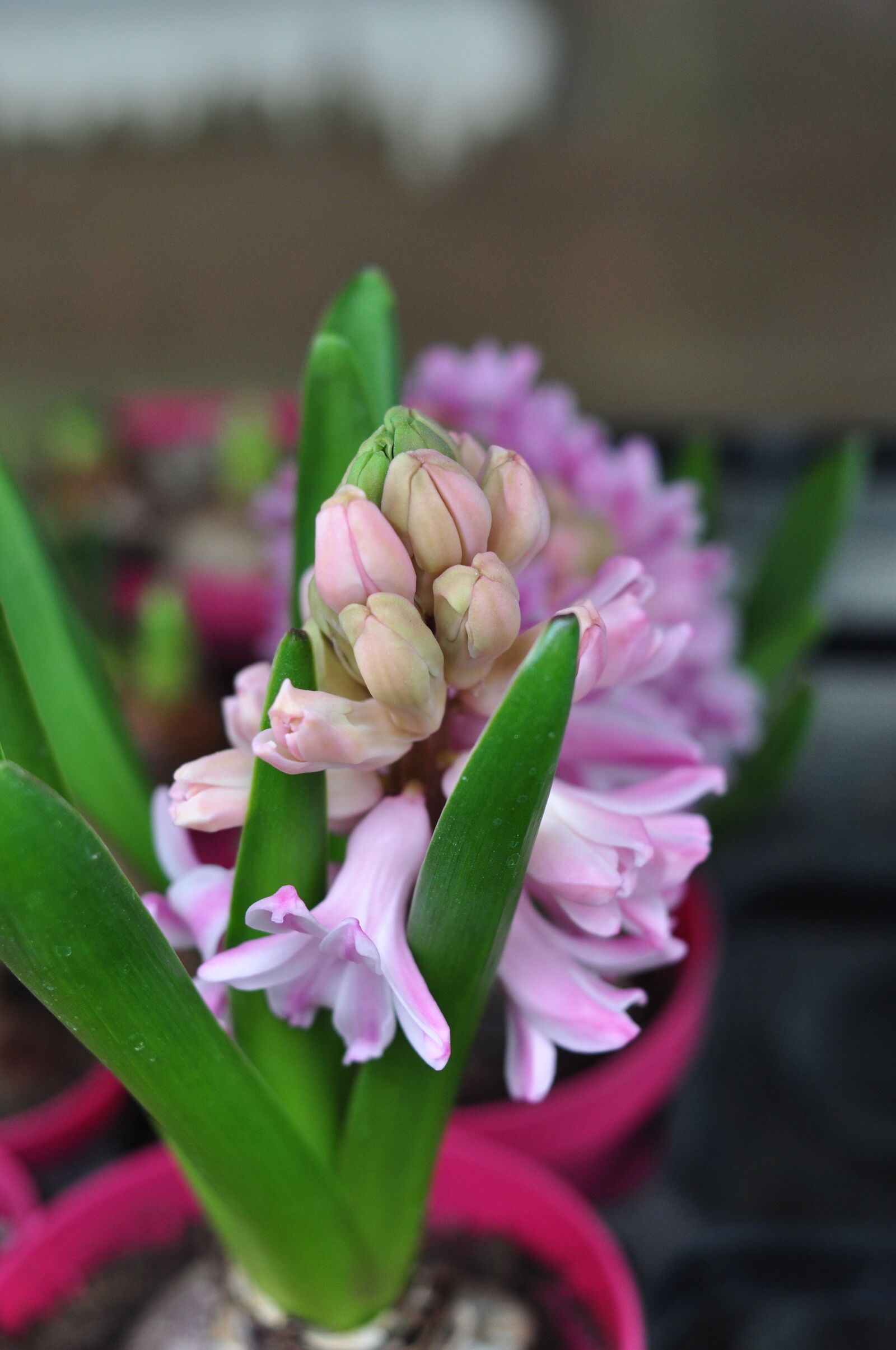 Nikon D90 sample photo. Spring, flowers, nature photography