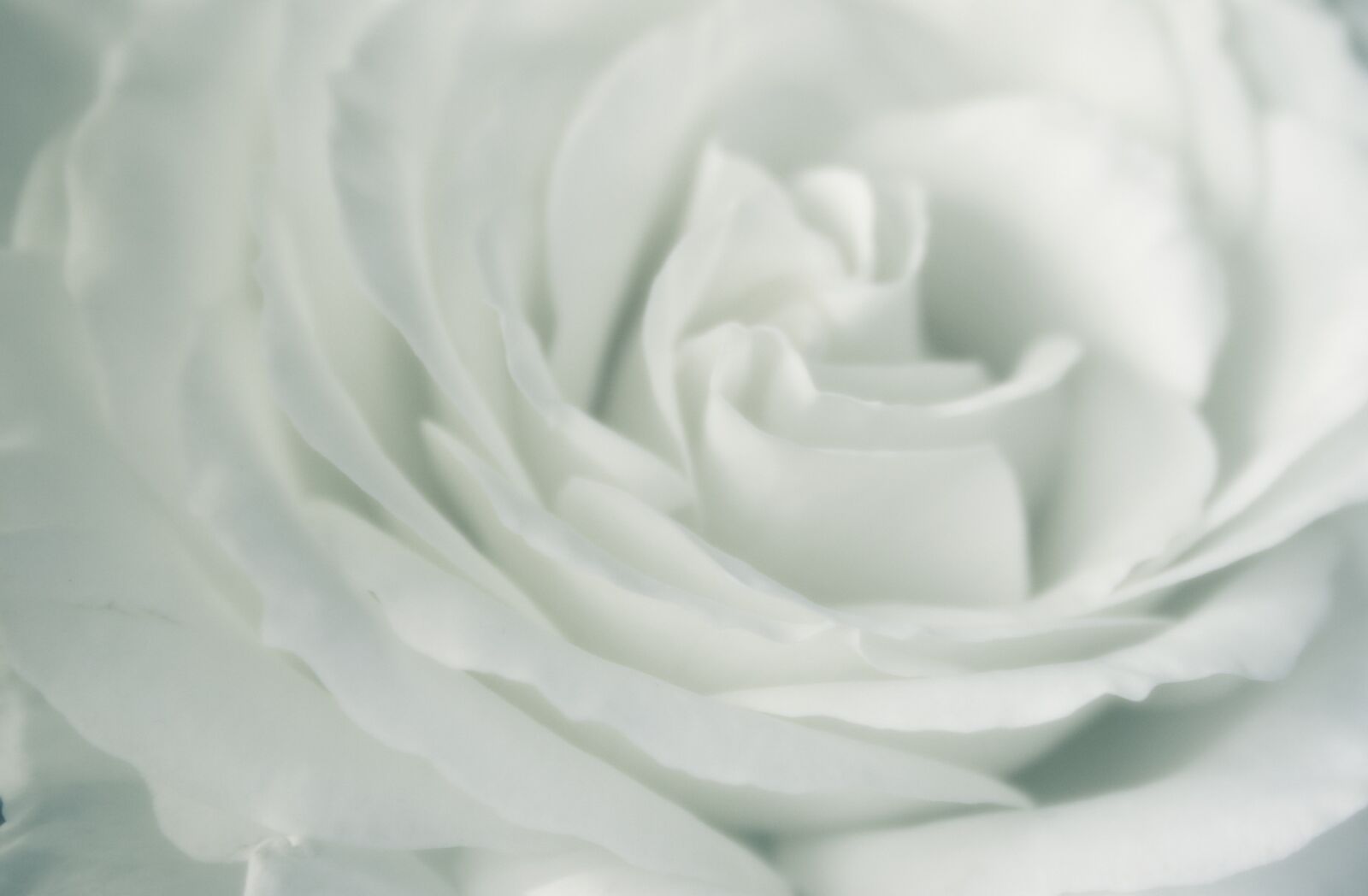 Canon EOS 300D (EOS Digital Rebel / EOS Kiss Digital) sample photo. Rose, white, white rose photography