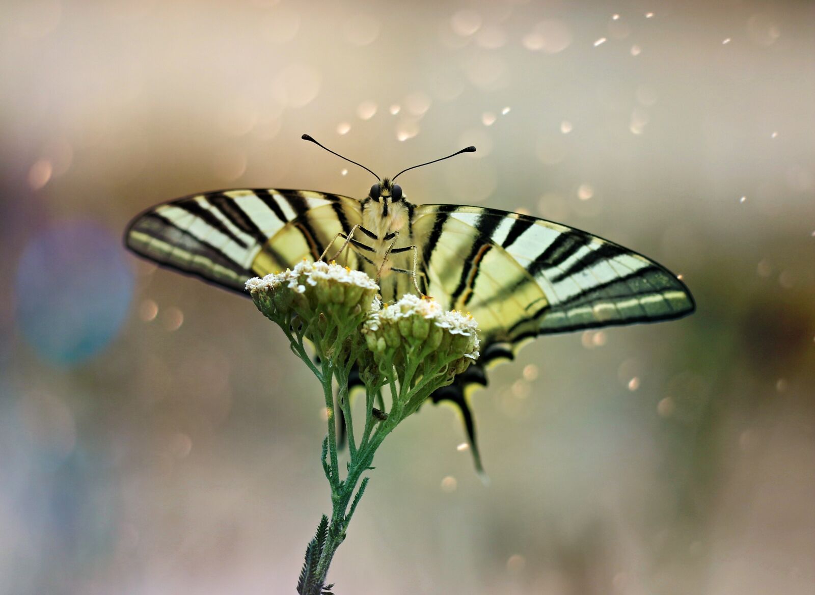 Canon EF-S 60mm F2.8 Macro USM sample photo. Butterfly, dovetail, wings photography