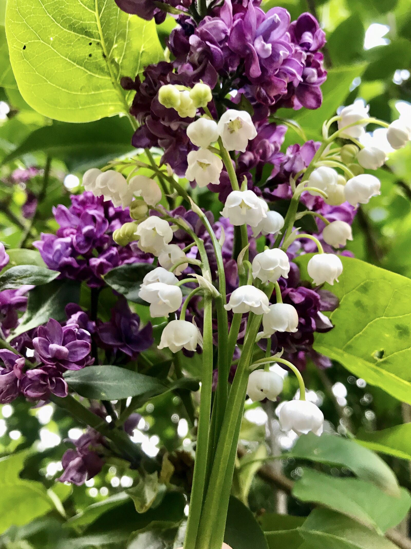 iPhone 7 back camera 3.99mm f/1.8 sample photo. Lily of the valley photography