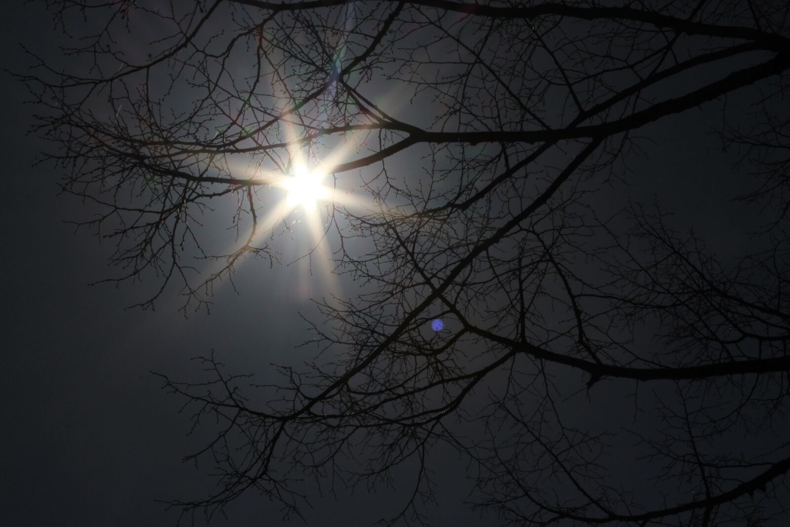 Canon EOS 1300D (EOS Rebel T6 / EOS Kiss X80) sample photo. Nature, sun, aesthetic photography