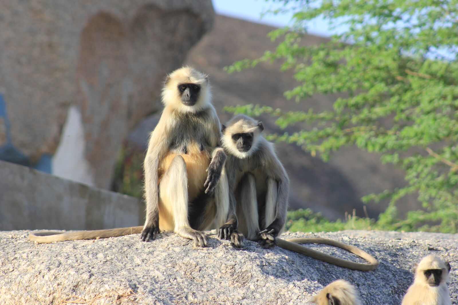 Canon EOS 550D (EOS Rebel T2i / EOS Kiss X4) sample photo. India, nationalpark, monkey photography