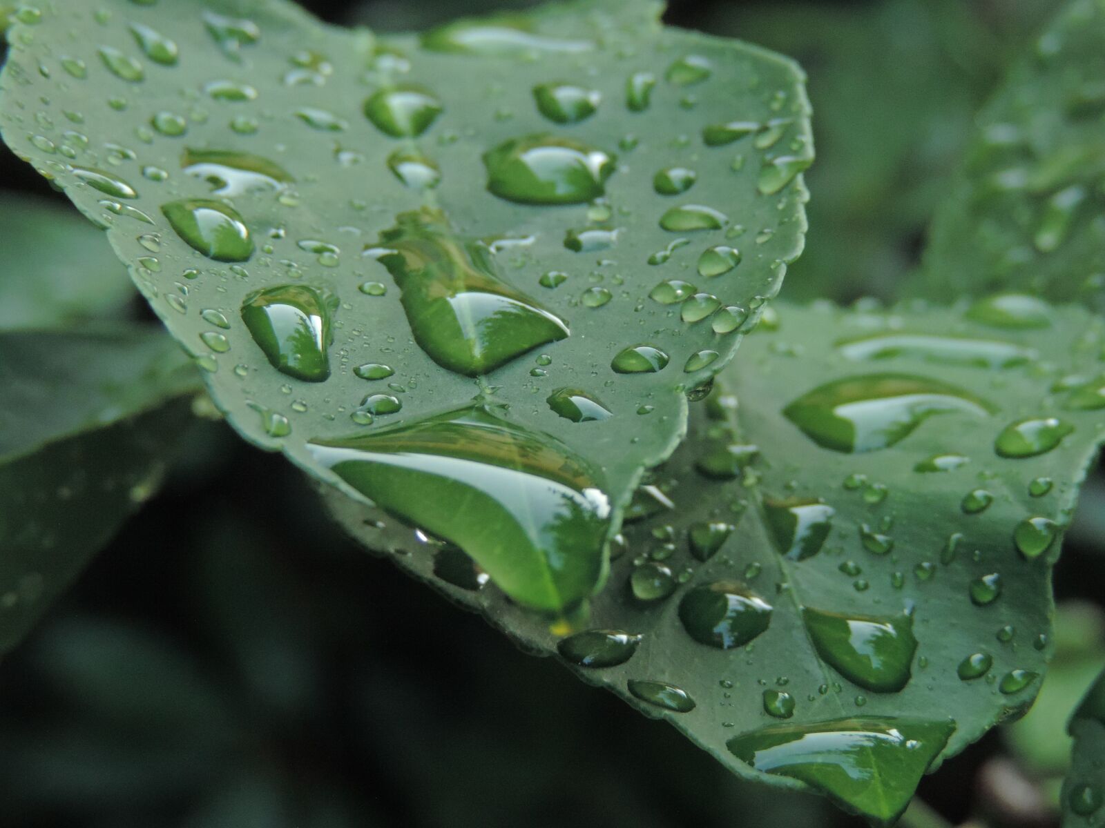 Nikon Coolpix P520 sample photo. Nature, leaves, rain photography