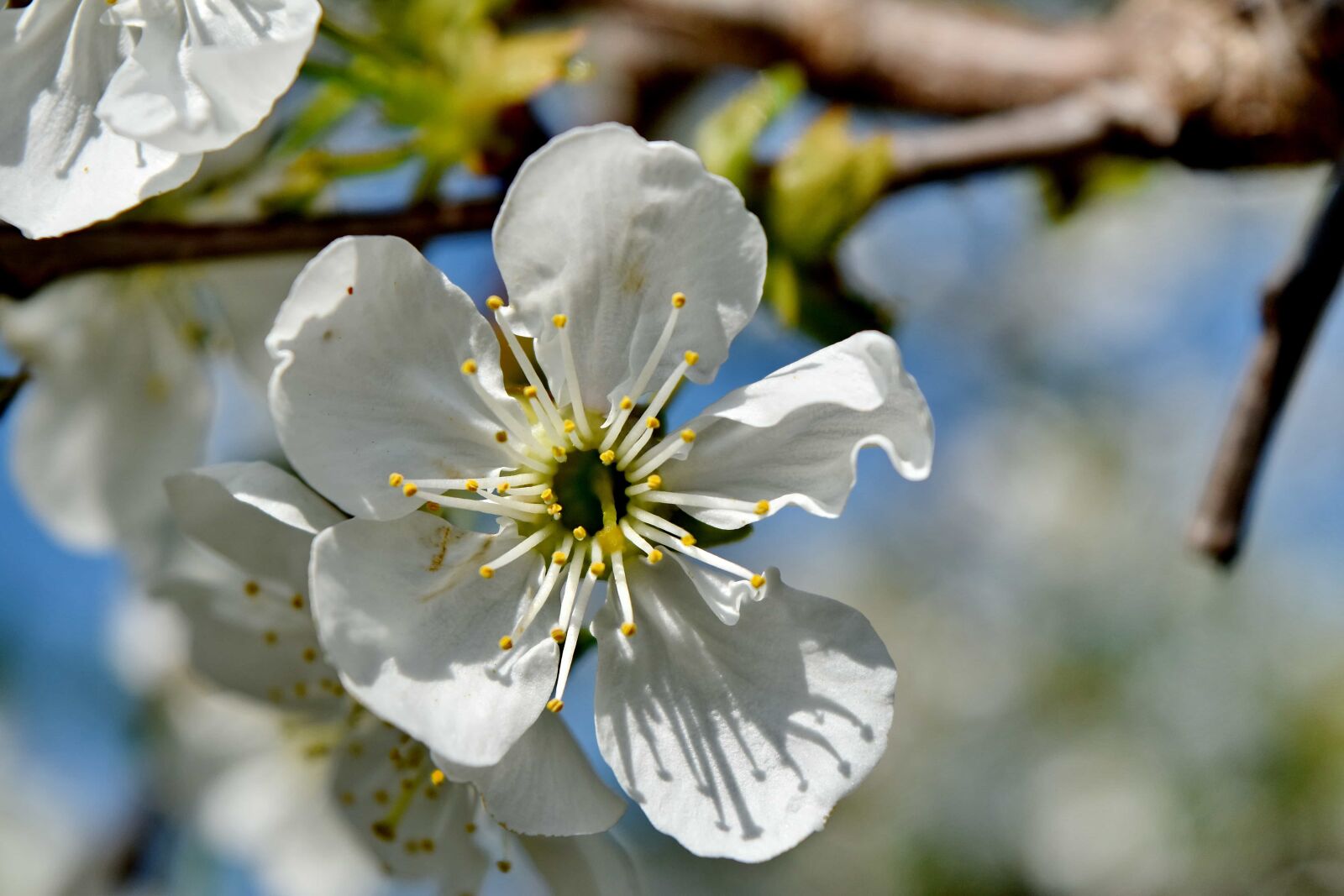 Nikon D5500 sample photo. Branches, pollen, spring time photography