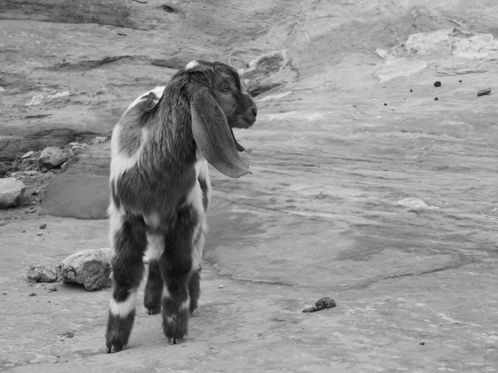 Nikon Coolpix B700 sample photo. Goat, petra, jordan photography
