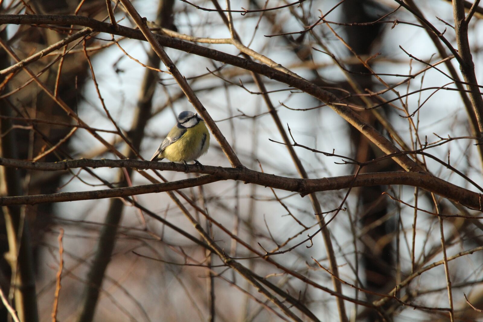 Canon EOS 1200D (EOS Rebel T5 / EOS Kiss X70 / EOS Hi) + Tamron SP 150-600mm F5-6.3 Di VC USD sample photo. Blue tit, branch, forest photography