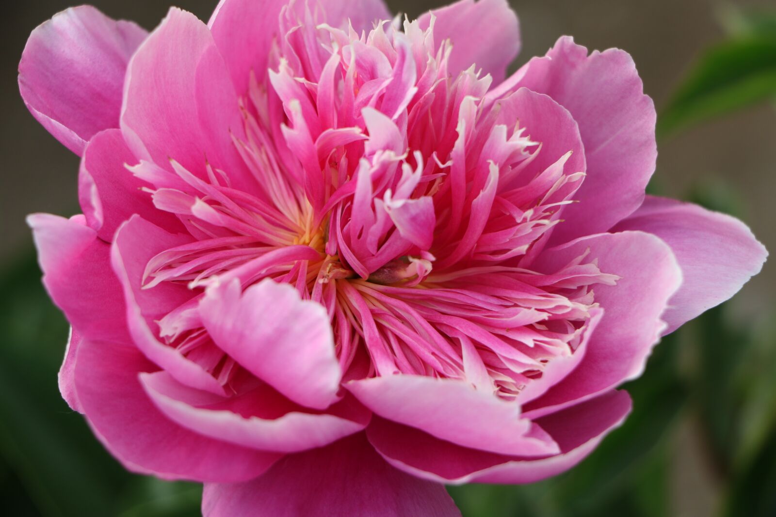 Canon EOS 7D Mark II sample photo. Chinese herbaceous peony, flower photography